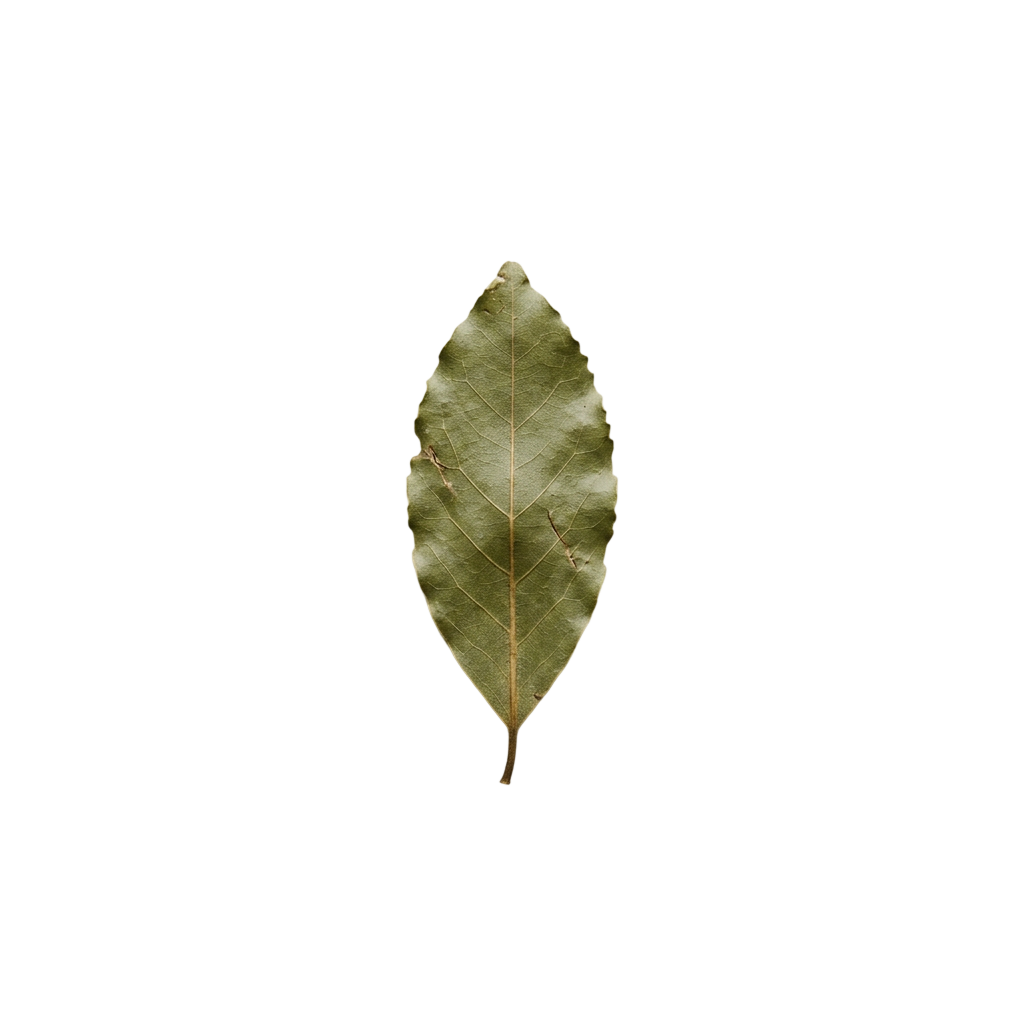Bay laurel